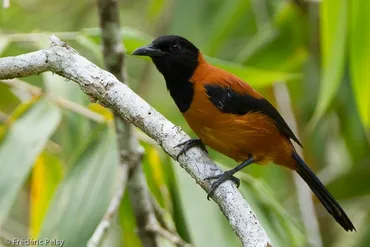 鳥にも毒がある？！ズグロモリモズの秘密 