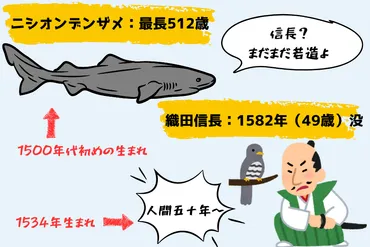 ガチ不老】信長より前から生きてるニシオンデンザメ（512歳）は老化していなかった 