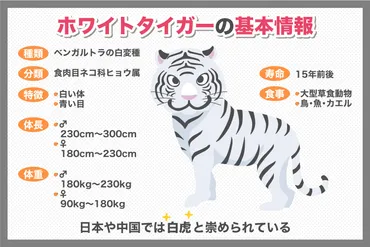 動物園の人気者！ホワイトタイガーの生態や性格について調べてみた 