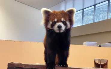 静岡市立日本平動物園だより】実は絶滅危惧種「レッサーパンダ」