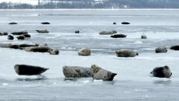 ゴマフアザラシが見あたらない＜気候異変第４部 動植物に何が起きるか＞②：北海道新聞デジタル