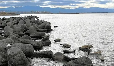 日本海の冬の風物詩、アザラシ来遊 国道沿いでのんびり 北海道留萌（朝日新聞デジタル） 