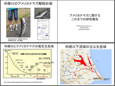 アメリカナマズが日本に侵入!?生態系への影響と食用としての可能性アメリカナマズ問題とは!!?