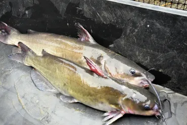 北米原産のナマズ、北海道で初確認 特定外来生物、環境省「殺処分して通報を」：北海道新聞デジタル