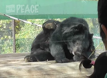 環境省が全国自治体に通知「動物園等における安全確保等について」│PEACE 命の搾取ではなく尊厳を