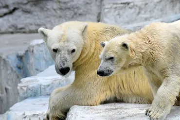 大阪・天王寺動物園の苦闘の繁殖記録 ～ 残念な幼年期・若年期での早世個体の多さ : Polarbearology & conjectaneum