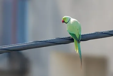 東工大から大量移動、東大を悩ます「赤門インコ」の騒音問題