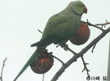 ワカケホンセイインコ / 国立環境研究所 侵入生物DB