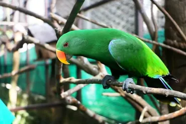 ワカケホンセイインコの平均寿命や性格は？飼育方法も紹介！【獣医師監修】