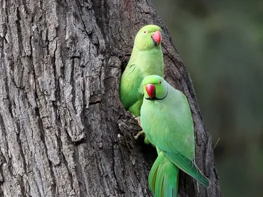 ワカケホンセイインコが野生化して都心で大量発生！ マンションでの鳴き声・フン害対策