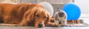 犬派と猫派、あなたはどっち？性格から探る！ペットとの相性は？犬好きと猫好きの性格って！？