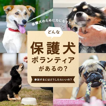 保護犬ボランティア】保護犬ボランティアの種類と募集の探し方・参加方法