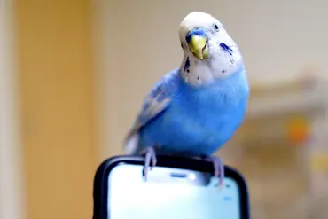 セキセイインコを飼うなら知っておくべきこと！繁殖から飼育まで徹底解説！セキセイインコの全てがわかる！