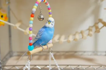 セキセイインコの飼い方・特徴・種類〜初心者向け〜 