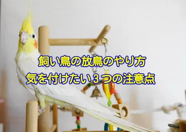 インコの放鳥の方法・注意点まとめ！気を付けたい３つのポイント～室内は危険が沢山 