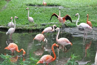 ８月２日 旭山動物園 フラミンゴ