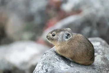 エゾナキウサギ：北海道の高山で出会える小さなウサギ？その生態と観察ポイントとは！？