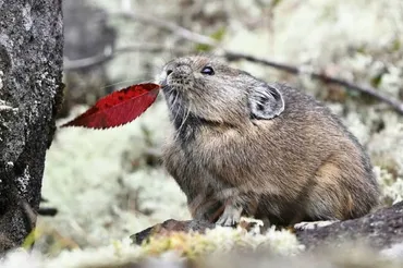 エゾナキウサギ、冬前に顔見せ 北海道の準絶滅危惧種 