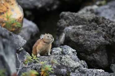 北海道の然別湖でナキウサギに会う！会える場所やナキウサギツアーも 