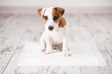 トレーナー監修】犬のトイレのしつけはいつから？ トイレトレーニングの教え方