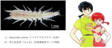 水族館の水槽から新種のタナイス目甲殻類を発見～「らんま1/2」の早乙女乱馬（らんま）に因んで「ランマ」アプセウデスと命名～ – 北海道大学  大学院理学研究院