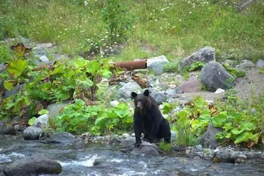 北海道猟友会がヒグマ駆除拒否を検討、道は報道で把握「情報収集中」 ハンターの担い手どうなる？（J