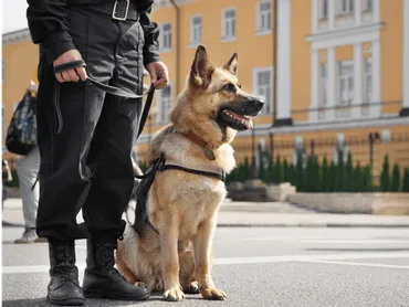 小型犬も活躍中？「警察犬」の仕事内容や、活躍する警察犬の種類 