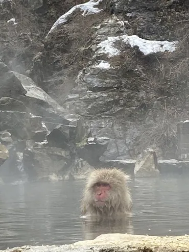 冬の地獄谷野猿公苑』湯田中渋温泉郷・志賀高原(長野県)の旅行記・ブログ by ninpenmanmaru*あおいさん【フォートラベル】