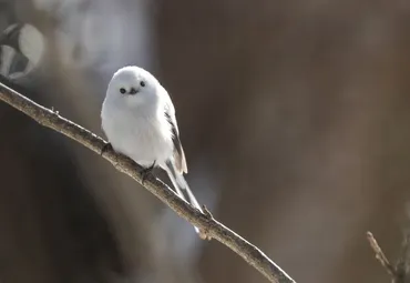 シマエナガって、雪の妖精って呼ばれてるけど、実際どんな鳥なの？札幌周辺でシマエナガに出会えるスポットとは！？