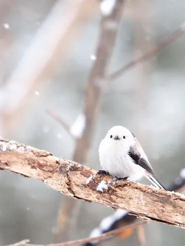 バードウォッチングカフェ～゛雪の妖精゛シマエナガに会える(千歳) 