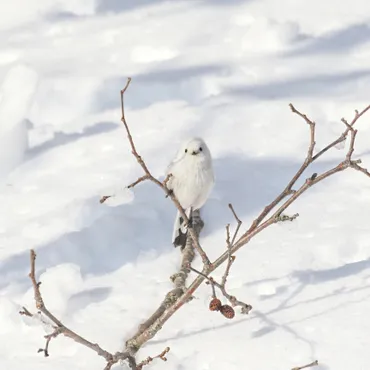 小さくてモフモフ、そして、とってもせっかちな雪の妖精――大人気の「シマエナガ」写真集『シマエナガさんの１２カ月』