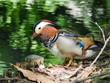 2024年6月1日(土) 円山公園の野鳥観察記録 by シマエナガに会いたい 