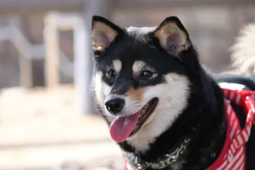 黒柴とは？人気の黒柴の魅力や飼い方をご紹介！ 