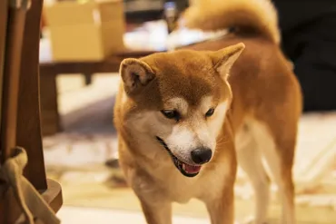 福ちゃん富くん飼い主の仕事やパパとママの馴れ初めは？プロフィールも！