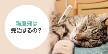 猫風邪？！愛猫ちゃんの健康を守るための知識猫風邪の症状から原因、そして予防まで徹底解説!!