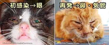 猫ウイルス性鼻気管炎（ネコヘルペス）～症状・原因から治療・予防法まで 