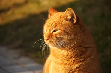 愛猫が「猫風邪」と診断された・・・猫風邪って？詳しく教えて！ 