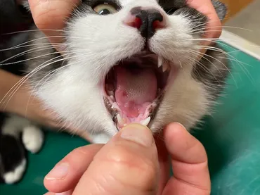 猫カリシウイルス感染症 – 壱岐動物病院