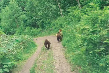 ヒグマ出没情報 