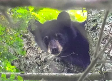 フロリダ州のクマ管理体制って、ホンマに大丈夫？米国のクマ管理のリアルとは!!?