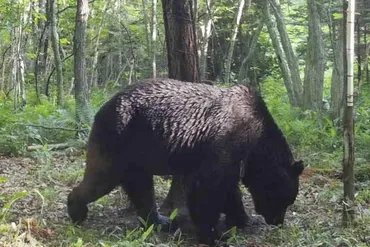 クマによる人身被害が過去最悪…「アーバンベア」なぜ増えた？ エサの凶作や不作 ハンターの育成や個体数の管理が必要 