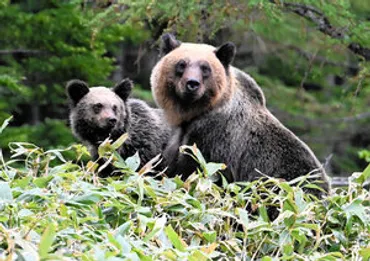 フロリダのクマ問題？ ディズニー・ワールドにも野生クマが出没！専門職員と共存への取り組みとは！？