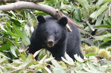 環境省、クマ対策を拡充 出先事務所に専門官、２５年度予算概算要求