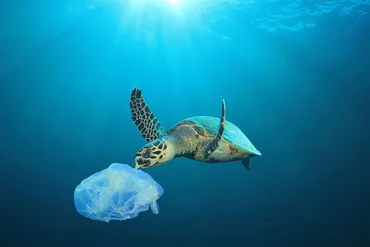 ウミガメが直面するプラスチック問題。原因と解決策とは？ 