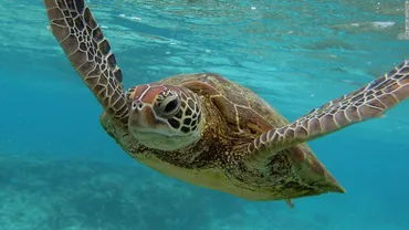 世界の海で死んだウミガメ、すべてにプラスチックごみ 