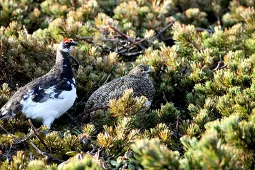 ライチョウ復活プロジェクト！ケージで守る？絶滅の危機から救えるのか？ライチョウを守れ!!