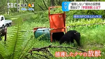 クマの駆除に抗議電話殺到のケースも 一方で駆除の割合が少ない長野県 人間の怖さを覚えさせてから山に戻す「学習放獣」という選択肢  軽井沢町では2010年以降は人が生活するエリアでの人身被害なし 