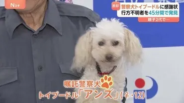 モーニングショー視聴率低下？トイプードル警察犬から健康長寿の秘訣まで！(気になるニュース解説？)トイプードル警察犬アンズの活躍から、健康、選挙、モーニングショーの現状まで