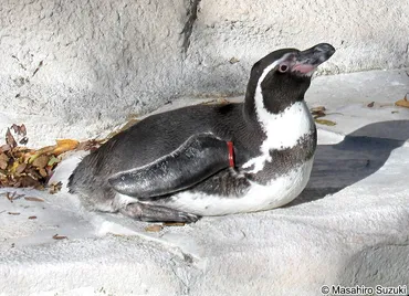 フンボルトペンギンってどんなペンギン？生態から保護活動、水族館での生活まで！(？)フンボルトペンギンの魅力！生態、保護活動、水族館での出会い