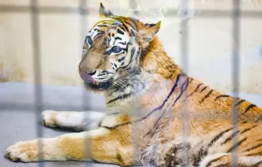 アムールトラ「ココア」の死、その生涯と、私たちが学ぶこととは？釧路市動物園のアムールトラ「ココア」逝去